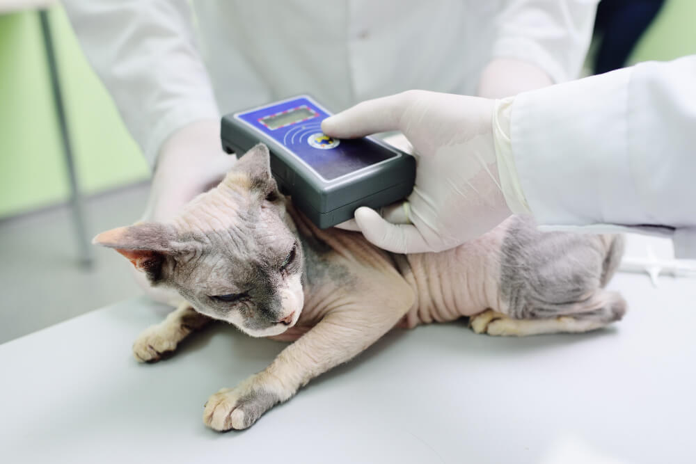 Microchipping  Miami, FL