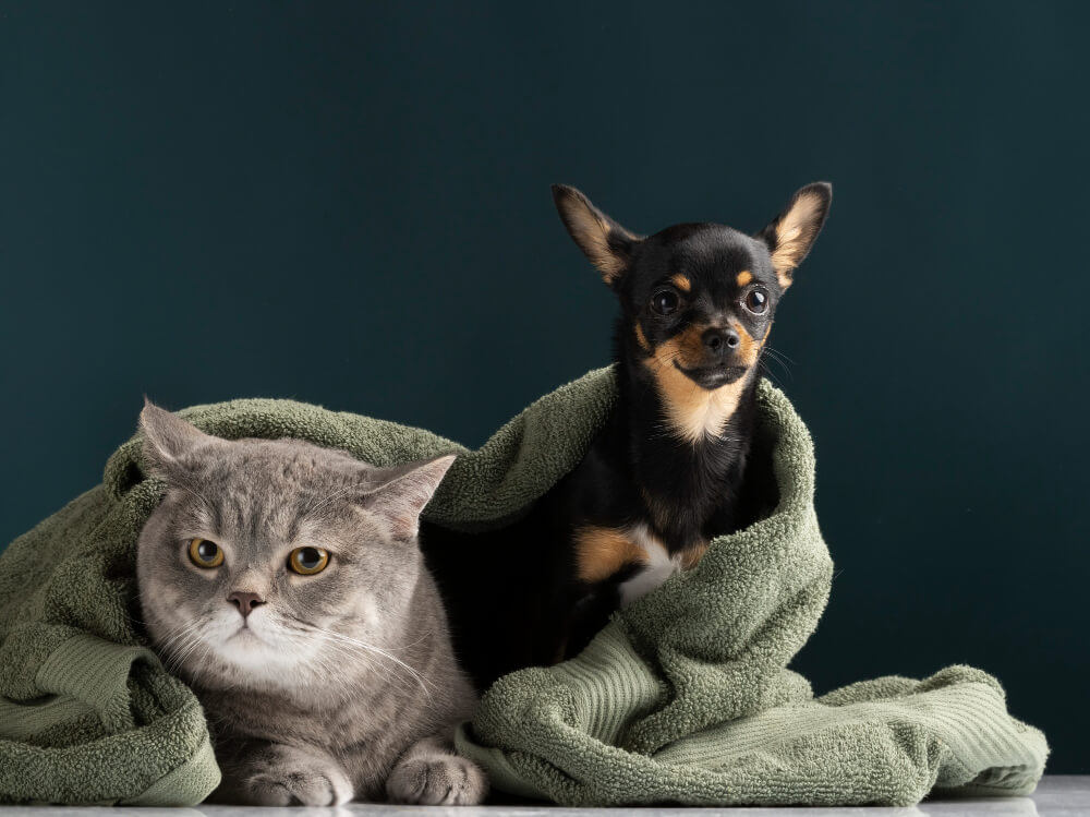 Spay and Neuter