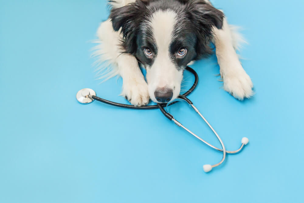 Wellness Exams